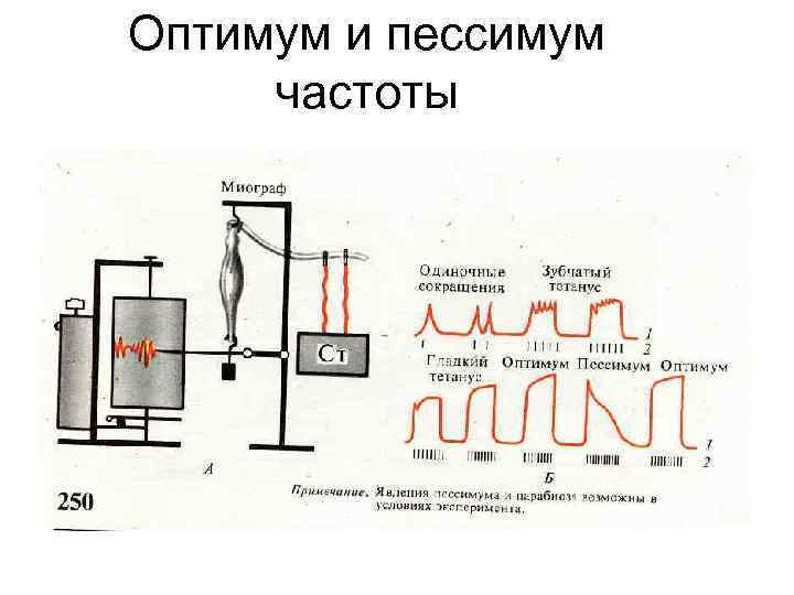 Оптимум и пессимум частоты 