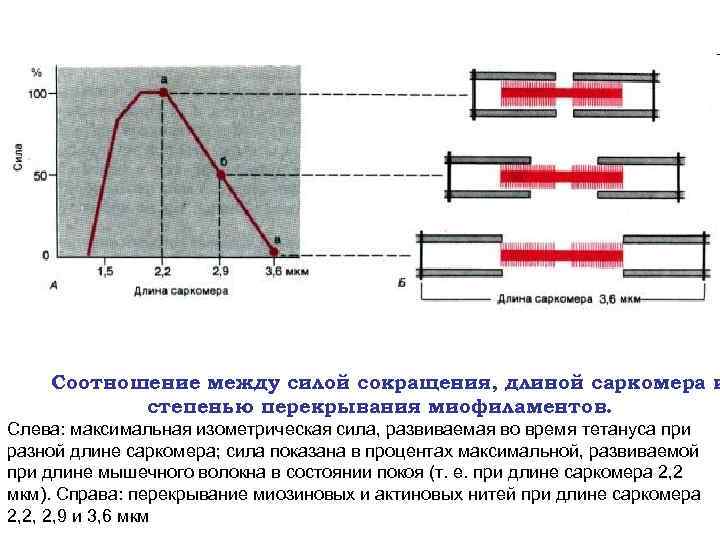 Строение моторной единицы