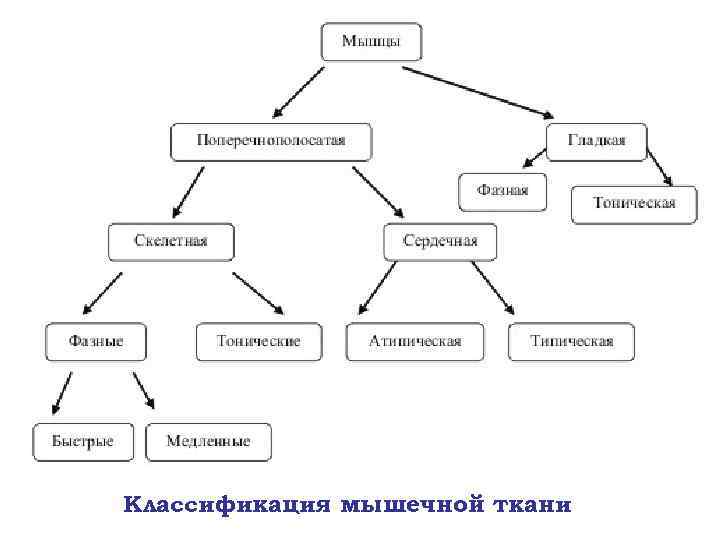 Схема мышечные ткани