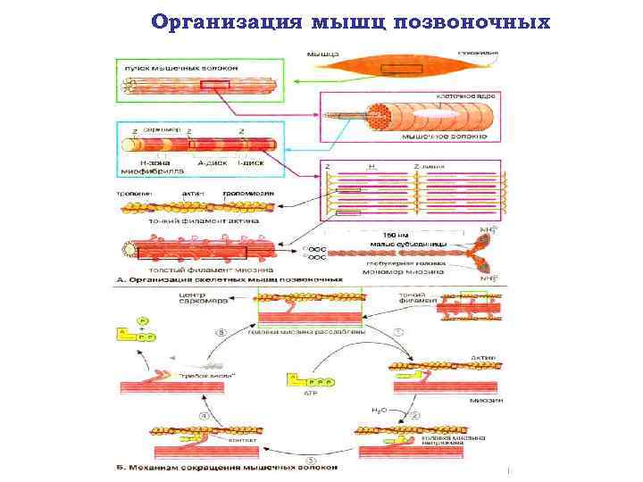 Организация мышц позвоночных 