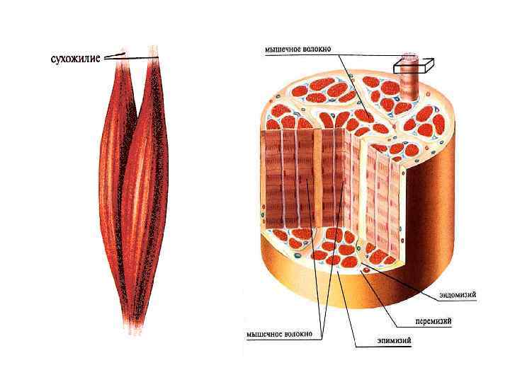 Строение мышц 8 класс