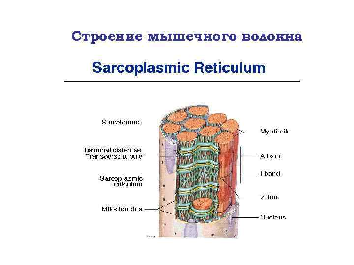 Строение мышечного волокна 