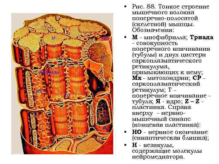 Гладкий саркоплазматический ретикулум исчерченных мышц обеспечивает