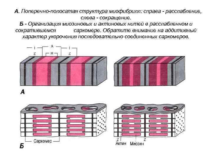 Нарисуйте саркомер в состоянии расслабления и полного сокращения