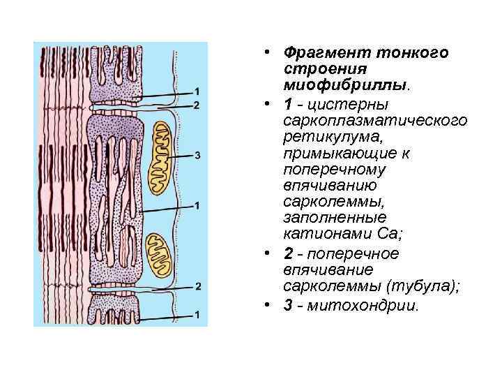  • Фрагмент тонкого строения миофибриллы. • 1 - цистерны саркоплазматического ретикулума, примыкающие к