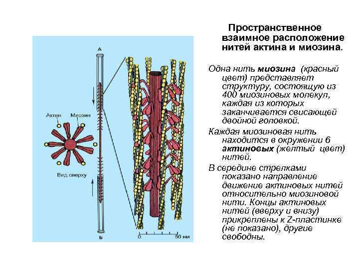 Нити 1. Пространственное расположение нитей актина и миозина. Нити актина и миозина располагаются. Пространственная структура миозин. Актин и миозин взаимное расположение.