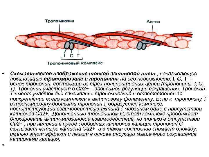 Сокращение мышечной ткани. Актин миозиновые комплексы. Актин миозиновое сокращение. Тропонин тропомиозин физиология. Актин миозиновый комплекс мышц.