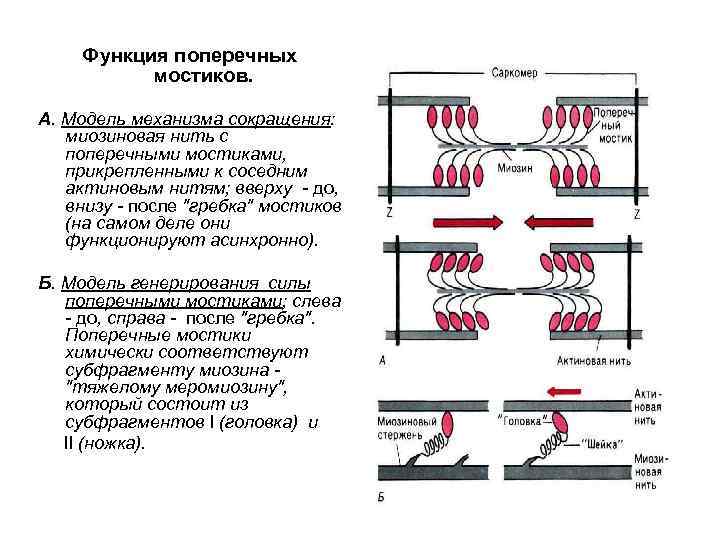Функция поперечных мостиков. А. Модель механизма сокращения: миозиновая нить с поперечными мостиками, прикрепленными к