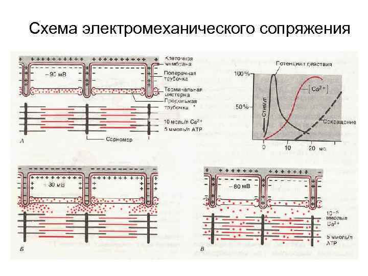 Схема электромеханического сопряжения 