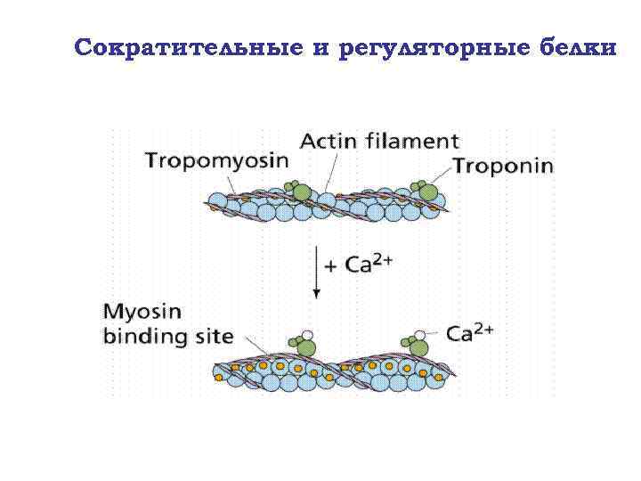 Сократительные и регуляторные белки 