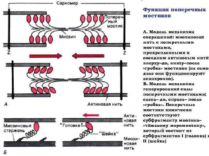 Функция поперечных мостиков А. Модель механизма сокращения: миозиновая нить с поперечными мостиками, прикрепленными к
