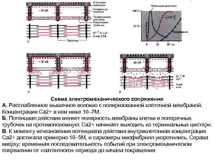 Схема электромеханического сопряжения А. Расслабленное мышечное волокно с поляризованной клеточной мембраной. Концентрация Ca 2+
