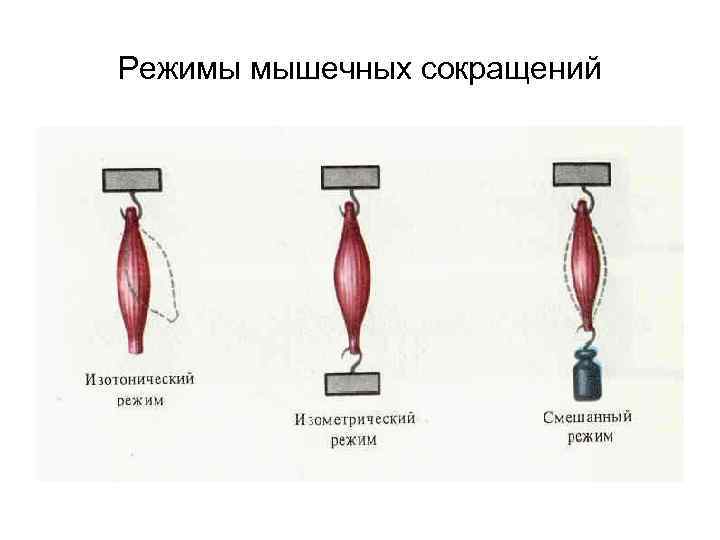Режимы мышечных сокращений 