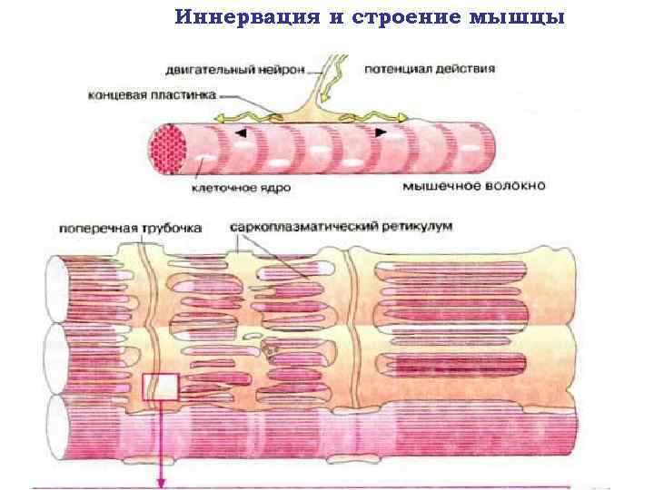 Возбуждение мышцы