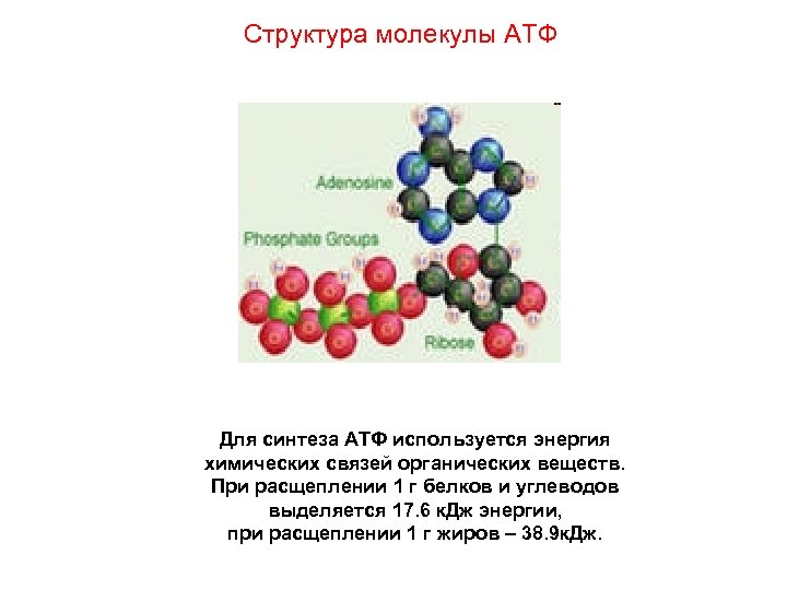 Структура молекулы АТФ Для синтеза АТФ используется энергия химических связей органических веществ. При расщеплении
