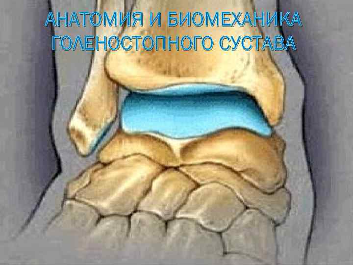 АНАТОМИЯ И БИОМЕХАНИКА ГОЛЕНОСТОПНОГО СУСТАВА 