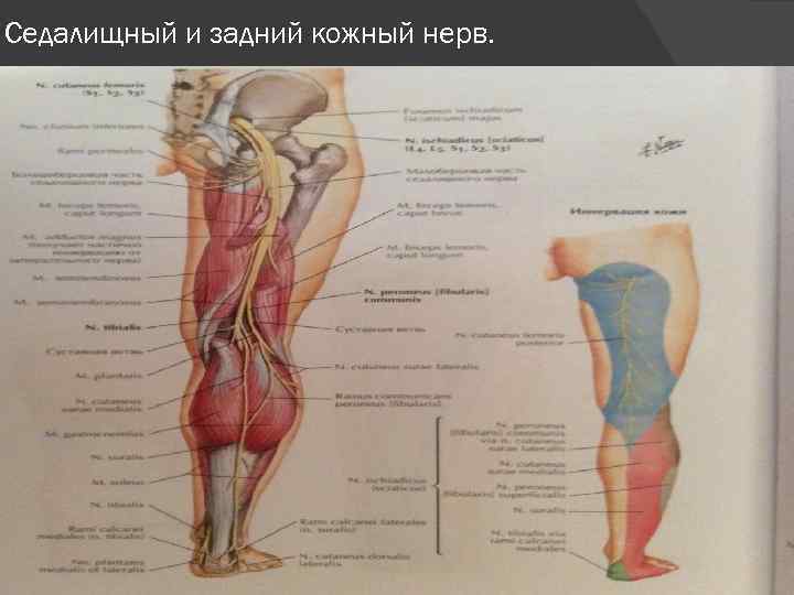 Седалищный и задний кожный нерв. 