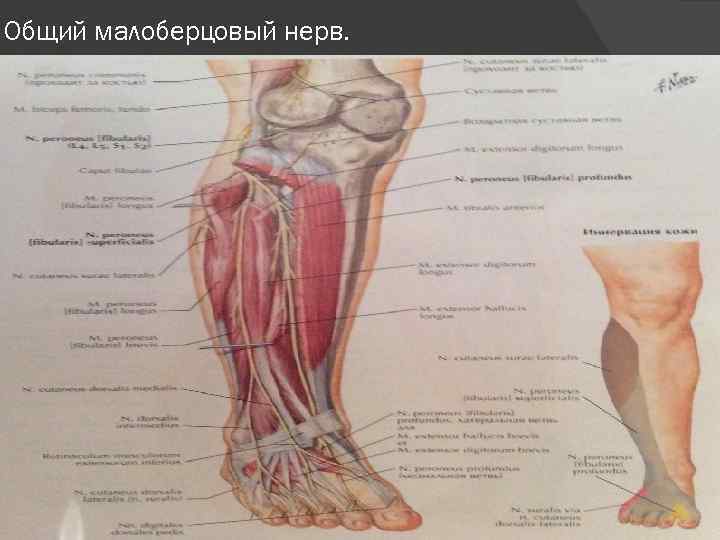 Общий малоберцовый нерв. 