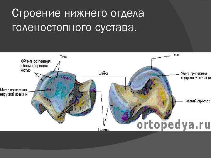 Строение нижнего отдела голеностопного сустава. 