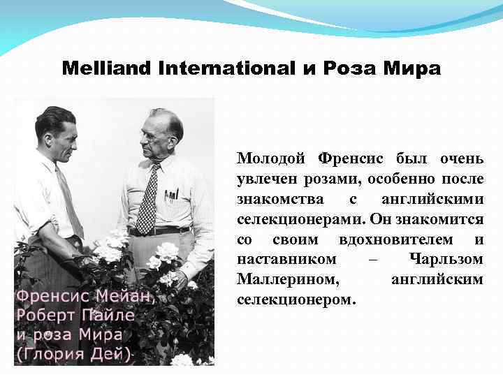 Melliand International и Роза Мира Молодой Френсис был очень увлечен розами, особенно после знакомства