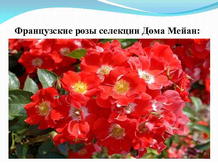 Французские розы селекции Дома Мейан: 