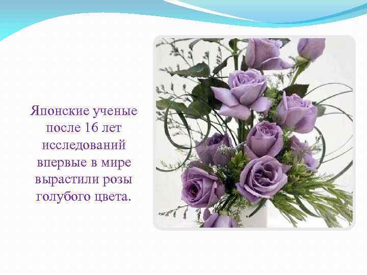 Японские ученые после 16 лет исследований впервые в мире вырастили розы голубого цвета. 