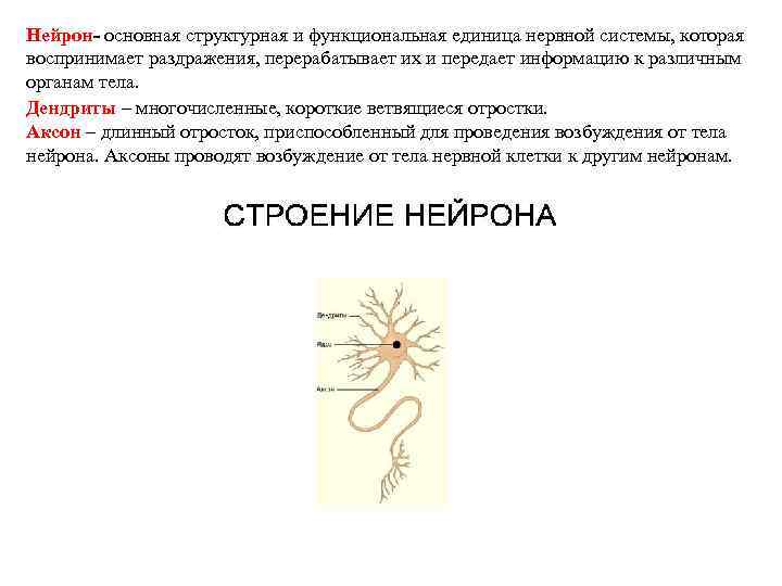 Нейрон- основная структурная и функциональная единица нервной системы, которая воспринимает раздражения, перерабатывает их и