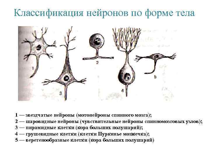 Классификация нейронов по форме тела 1 — звездчатые нейроны (мотонейроны спинного мозга); 2 —