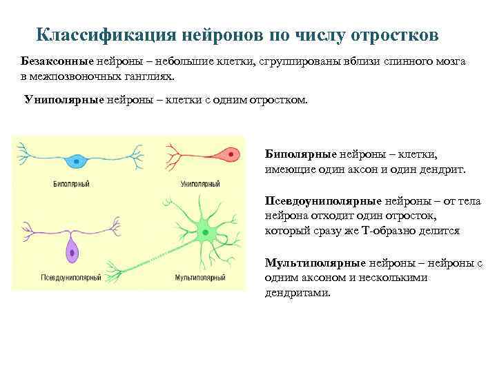 Классификация нейронов по числу отростков Безаксонные нейроны – небольшие клетки, сгруппированы вблизи спинного мозга