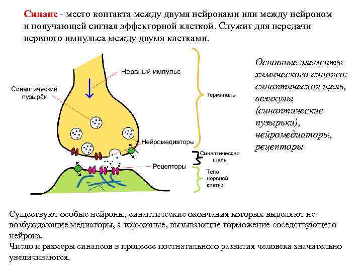 Синапс - место контакта между двумя нейронами или между нейроном и получающей сигнал эффекторной