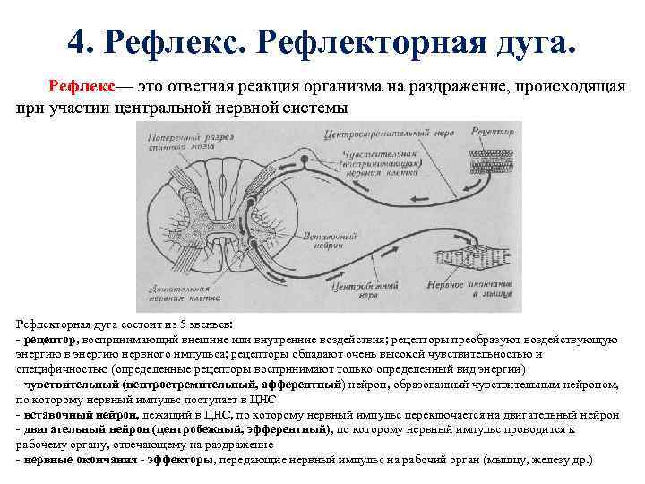 4. Рефлекс. Рефлекторная дуга. Рефлекс— это ответная реакция организма на раздражение, происходящая при участии