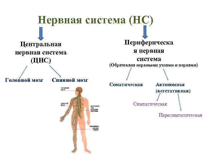 Нервная система (НС) Центральная нервная система (ЦНС) Головной мозг Спинной мозг Периферическа я нервная