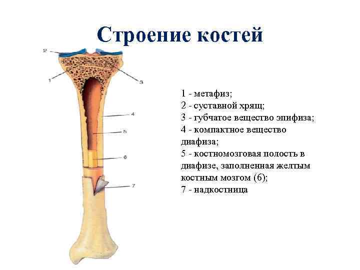 Строение костей 1 метафиз; 2 суставной хрящ; 3 губчатое вещество эпифиза; 4 компактное вещество