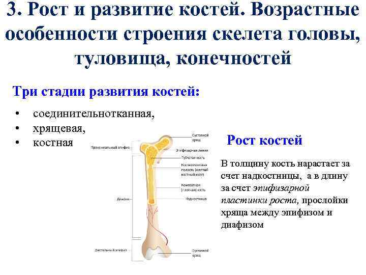3. Рост и развитие костей. Возрастные особенности строения скелета головы, туловища, конечностей Три стадии