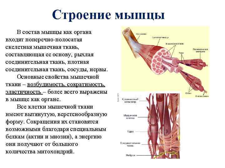 Строение мышцы В состав мышцы как органа входят поперечно полосатая скелетная мышечная ткань, составляющая