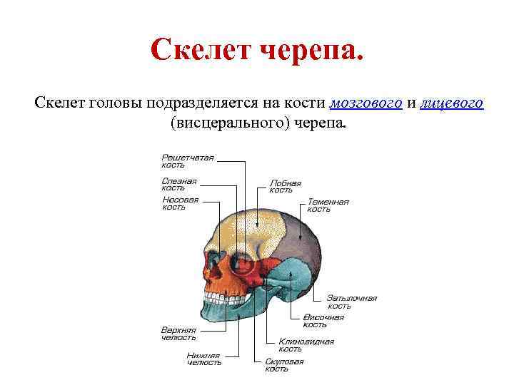 Скелет черепа. Скелет головы подразделяется на кости мозгового и лицевого (висцерального) черепа. 