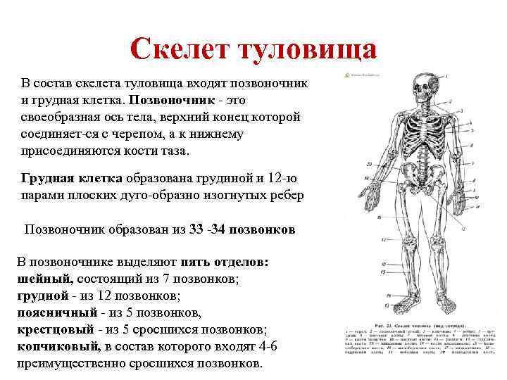 Скелет туловища В состав скелета туловища входят позвоночник и грудная клетка. Позвоночник это своеобразная
