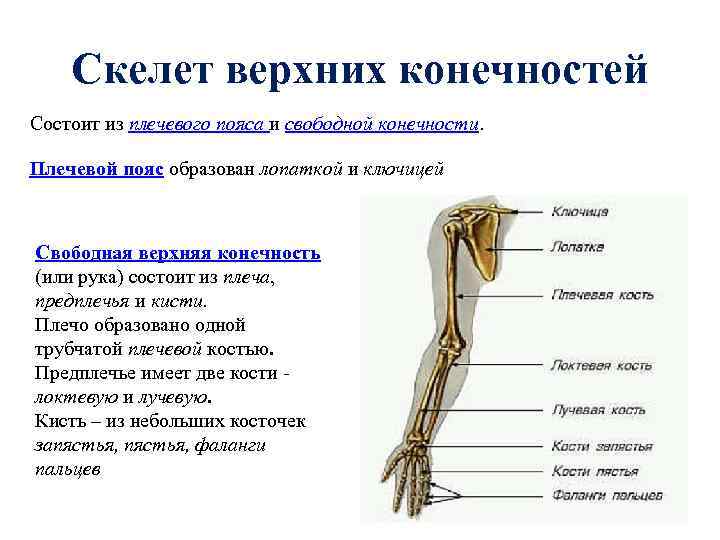 Скелет верхних конечностей Состоит из плечевого пояса и свободной конечности. Плечевой пояс образован лопаткой