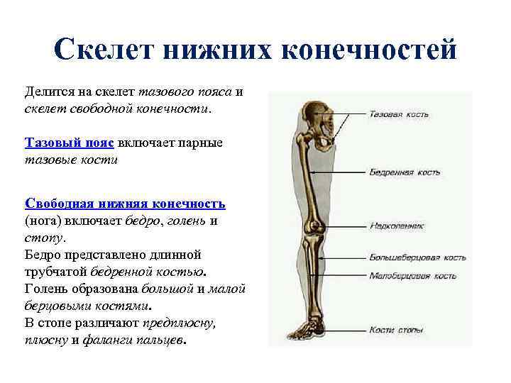 Скелет нижних конечностей Делится на скелет тазового пояса и скелет свободной конечности. Тазовый пояс