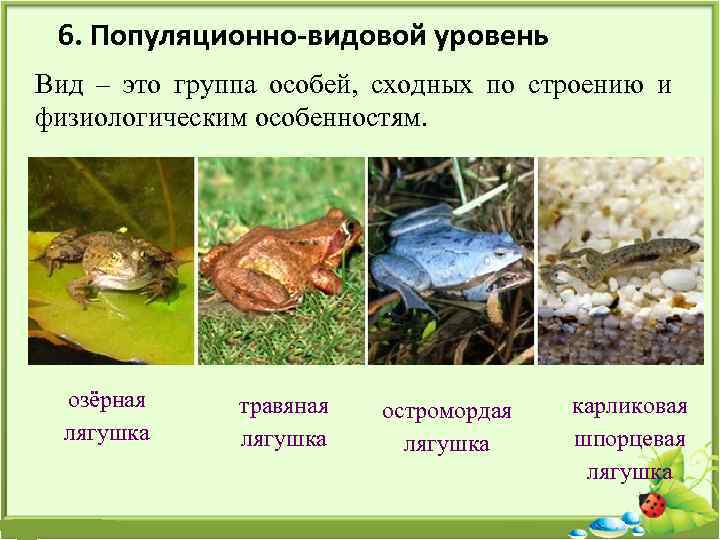 6. Популяционно-видовой уровень Вид – это группа особей, сходных по строению и физиологическим особенностям.