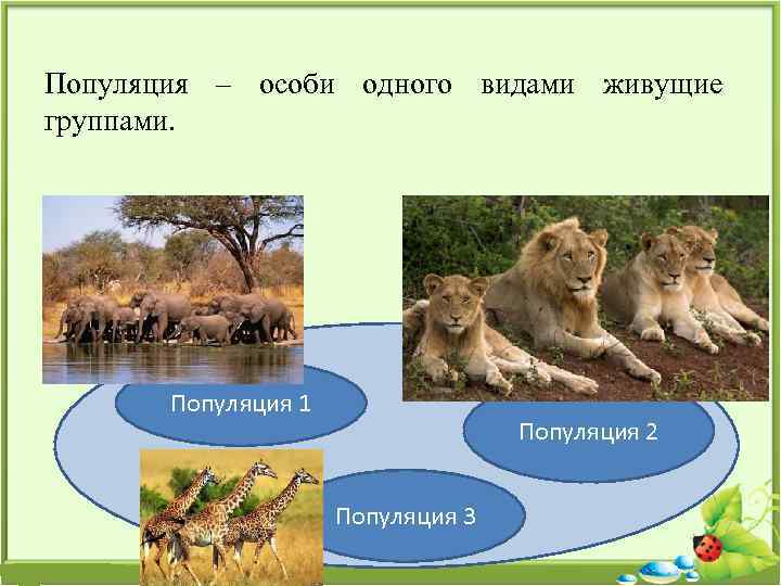 Популяция – особи одного видами живущие группами. Популяция 1 Популяция 2 Популяция 3 