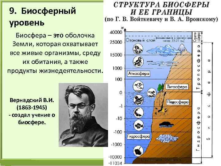 9. Биосферный уровень Биосфера – это оболочка Земли, которая охватывает все живые организмы, среду