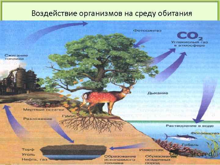 Воздействие организмов на среду обитания 