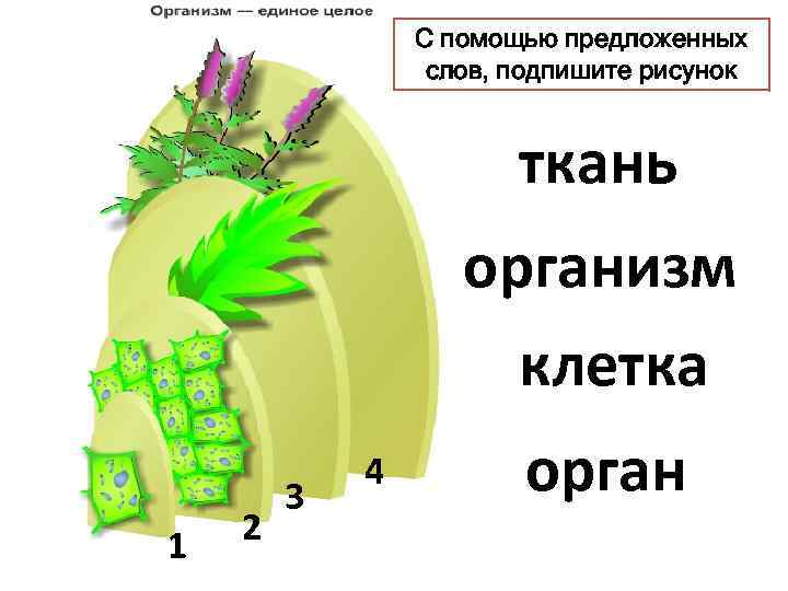 Организм единое целое 5 класс биология тест. Организм единое целое. Организм как единое целое рисунок. Рисунок организм как единое целое растения. Организм единое целое картинки.