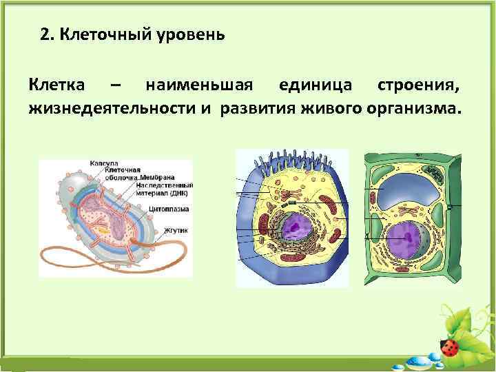 2. Клеточный уровень Клетка – наименьшая единица строения, жизнедеятельности и развития живого организма. 