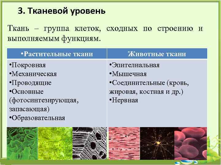 3. Тканевой уровень Ткань – группа клеток, сходных по строению и выполняемым функциям. •