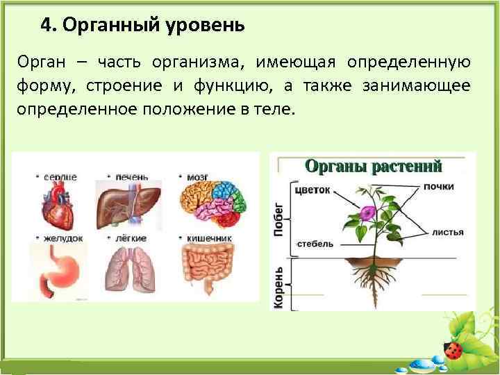 4. Органный уровень Орган – часть организма, имеющая определенную форму, строение и функцию, а