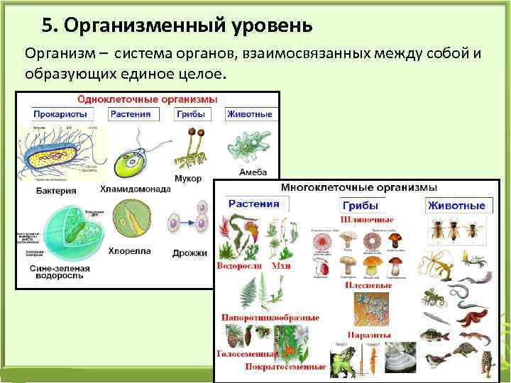 5. Организменный уровень Организм – система органов, взаимосвязанных между собой и образующих единое целое.