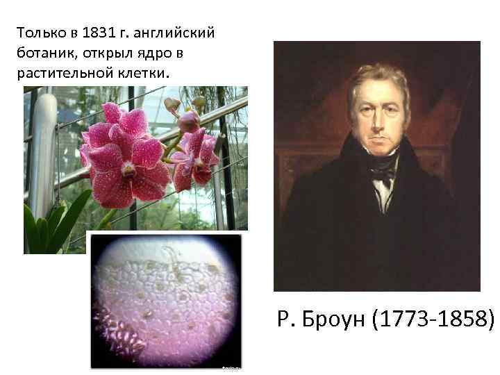 Только в 1831 г. английский ботаник, открыл ядро в растительной клетки. Р. Броун (1773