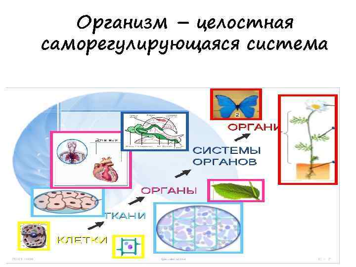 Организм – целостная саморегулирующаяся система 